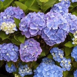 Meet your Posher, Laurie